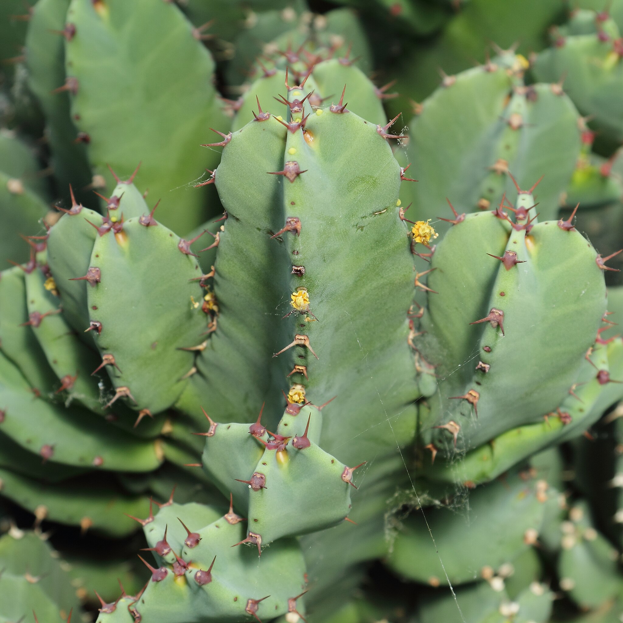 Euphorbia resinifera