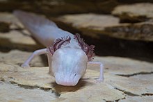 A Texas blind salamander Eurycea rathbuni FWS 20426.jpg