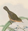 Euthyrhynchus fulvigula - The Birds of New Guinea (cropped).jpg