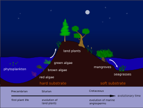 海草 - Wikipedia