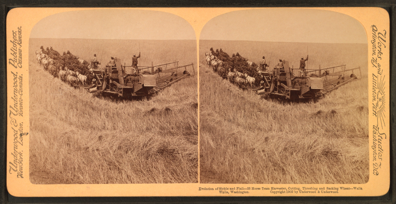 File:Evolution of sickle and flail, 33 horse team harvester, cutting, threshing and sacking wheat, Walla Walla, Washington, from Robert N. Dennis collection of stereoscopic views 4.png