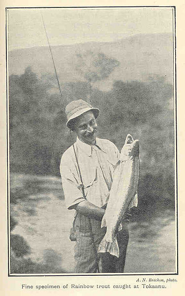 File:FMIB 35285 Fine specimen of Rainbow trout caught at Tokaanu.jpeg