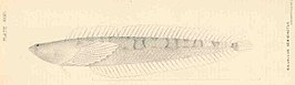 Gillellus semicinctus