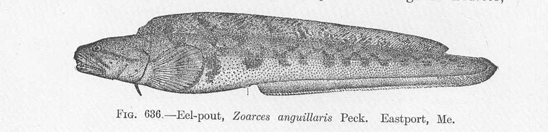 File:FMIB 52205 Eel-pout, Zoarces anguillaris Peck Eastport, Me.jpeg