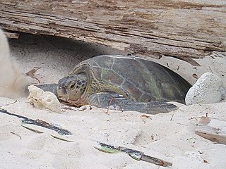 Fêmea retornando ao mar após nidificação na Ilha Redang, Malásia