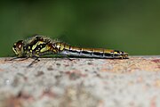 Sympetrum danae