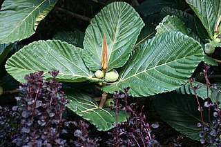 <i>Ficus dammaropsis</i> Species of tropical fig