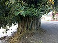 Ficus elastica near the roadside in Savusavu, Fiji, showing the effects of constant pruning on the growth form.