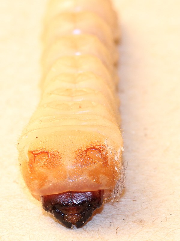 Larva of beetle, family Cerambycidae, showing sclerotised epicranium; rest of body hardly sclerotised