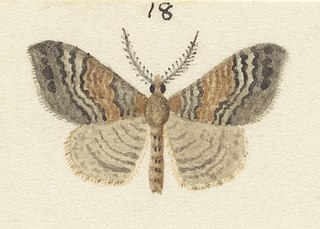 <i>Homodotis amblyterma</i> Species of moth endemic to New Zealand