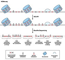 Figure 1 NOMe-seq overview final 1.jpg