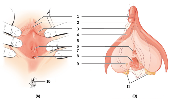 Вулва: Анатомия, Етапи на развитие, Функция и физиология