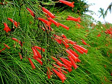 FireCrackerPlant.JPG