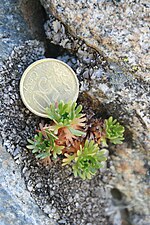 Miniatura para Saxifraga pentadactylis