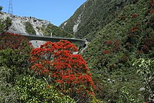 Otira gorge, habitat of T. leucoplanetis. Flowering Rata at the base of the Otira Viaduct - panoramio.jpg