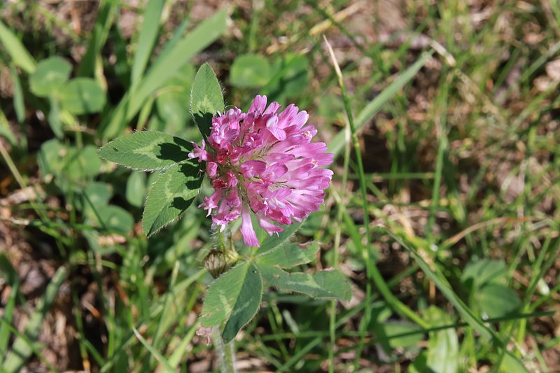 File:Flowers of Uniondale 2021a.jpg