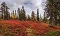 Foliage in autumn colors at Kellostapuli in Kolari, Lapland, Finland, 2021 September.jpg