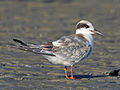 Late summer juvenile