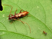 Four-spotted Hickory Borer - Flickr - treegrow (1).jpg