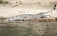 Fresh water crocodile (14804772621).jpg