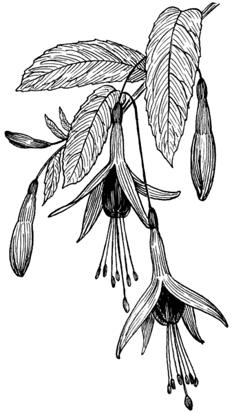 File:Fuchsia (PSF).png