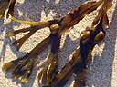 Fucus vesiculosus closeup