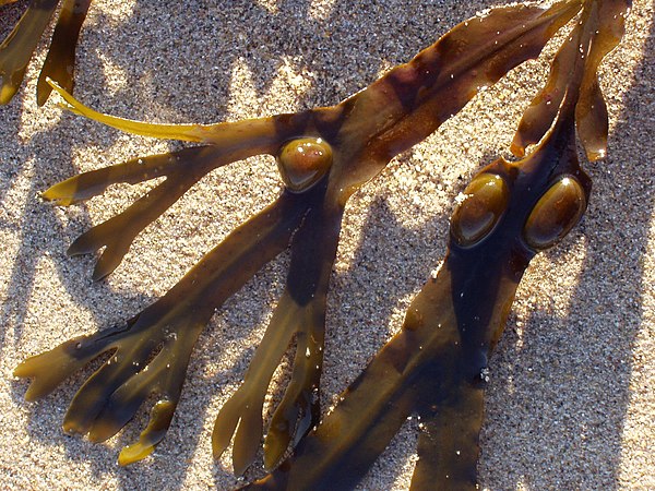Bladder wrack is named for its conspicuous vesicles.