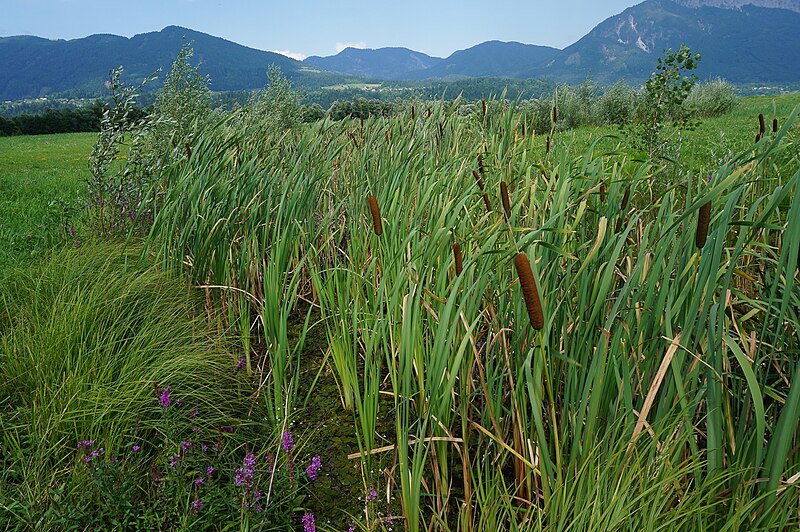 File:Görtschacher Moos 03 Obermoos, Europaschutzgebiet, Gailtal, Kärnten.jpg