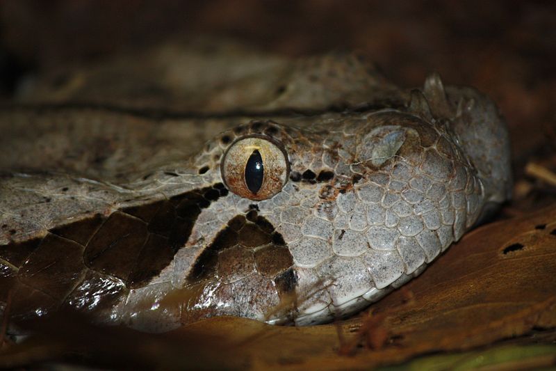 File:GaboonViper2010.jpg