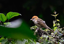 Juveniles show rufous head Gampsorhynchus rufulus juv.jpg