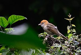 Тимелія білоголова (Gampsorhynchus rufulus)