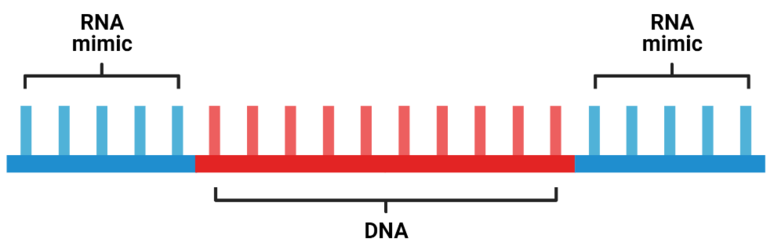 Gapmer Structure Gapmer molecular structure.png