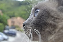 Gato siamés - Wikipedia, la enciclopedia libre
