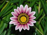 Gazania rigens (Asteracea) Treasure flower