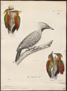 <i>Chrysophlegma</i> Genus of birds