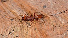 Gelis sp Ichneumonidae flügellose Frau (9515210524) .jpg