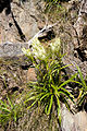 トウヤクリンドウ Gentiana algida