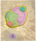 Thumbnail for File:Geologic map of Olympus Mons caldera, Mars.png