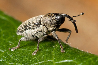 <span class="mw-page-title-main">Apostasimerini</span> Tribe of beetles