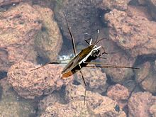 Gerris thoracicus (waterstrider sp.), Неймеген, Нидерланды.jpg