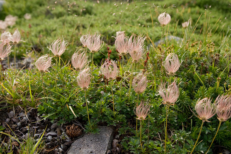 File:Geum pentapetalum 10.jpg