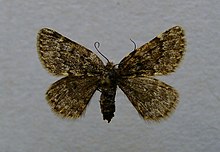 Glacies coracina.jpg