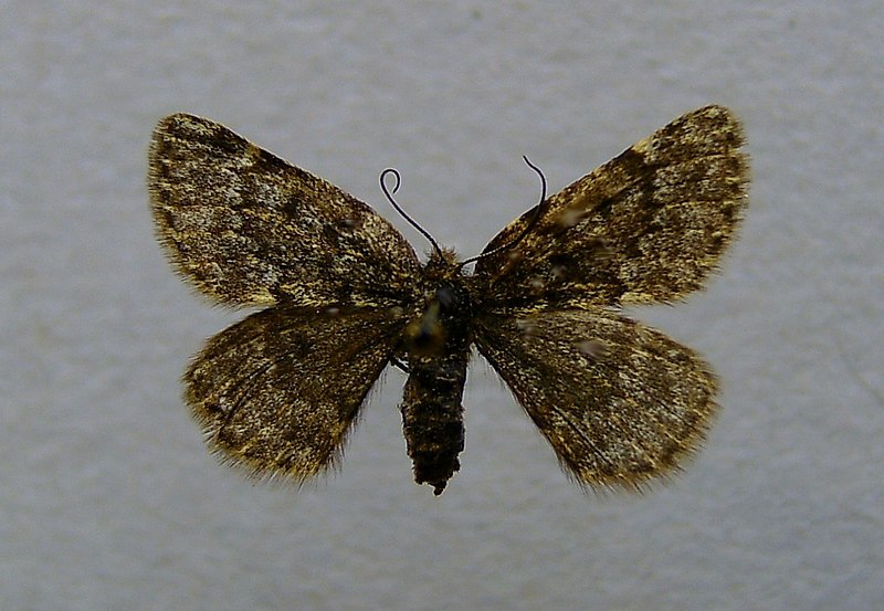 File:Glacies coracina.jpg