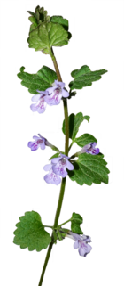 Glechoma hederacea.png