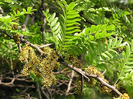 Tập_tin:Gleditsia_triacanthos_in_Donetsk_3.jpg