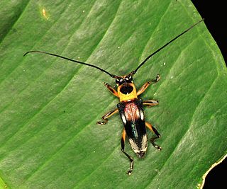 <i>Glenea lefebvrei</i> Species of beetle