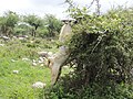 Koza, ožírající blahokamýk Grewia flavescens