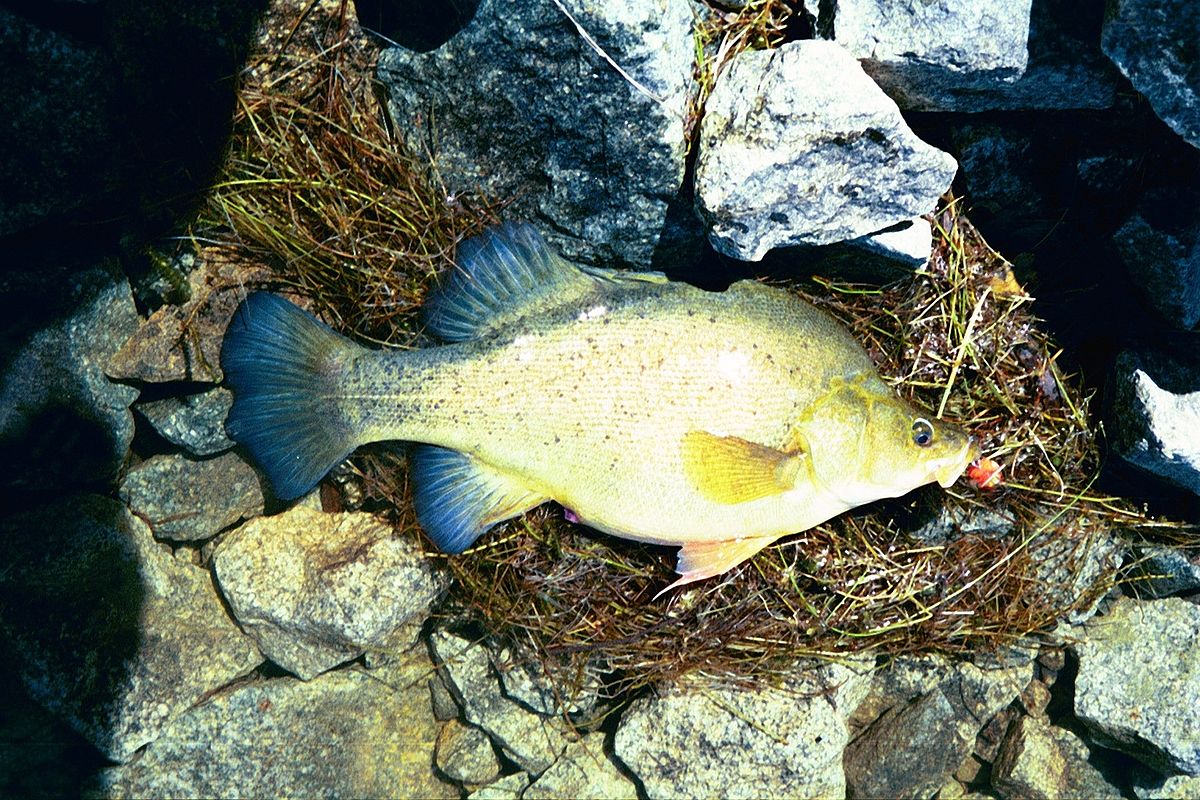 Yellow Perch (SJ)