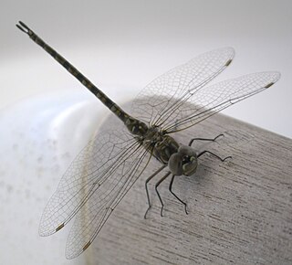 <i>Gomphaeschna antilope</i> Species of dragonfly