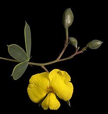 Gompholobium marginatum - Flickr - Kevin Thiele.jpg